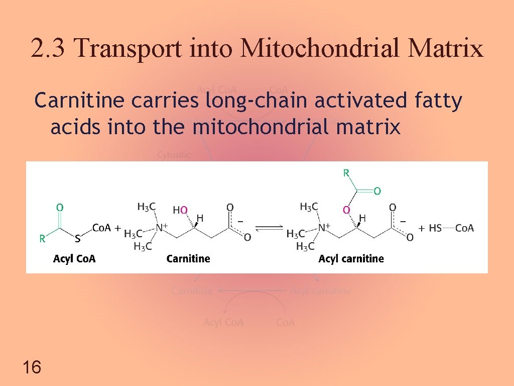 2. 3 Transport into Mitochondrial Matrix Carnitine carries long-chain activated fatty acids into the