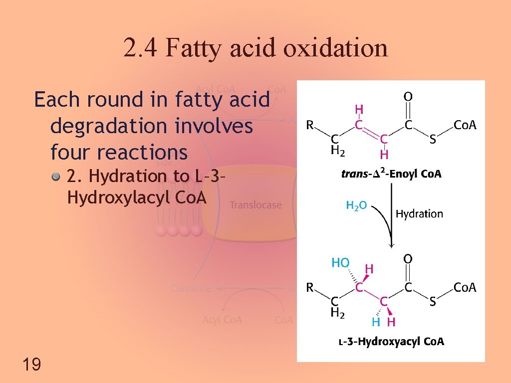 2. 4 Fatty acid oxidation Each round in fatty acid degradation involves four reactions