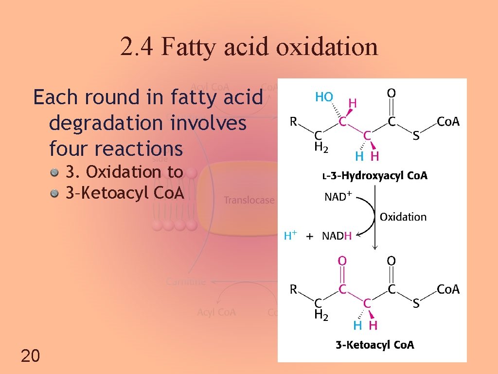 2. 4 Fatty acid oxidation Each round in fatty acid degradation involves four reactions