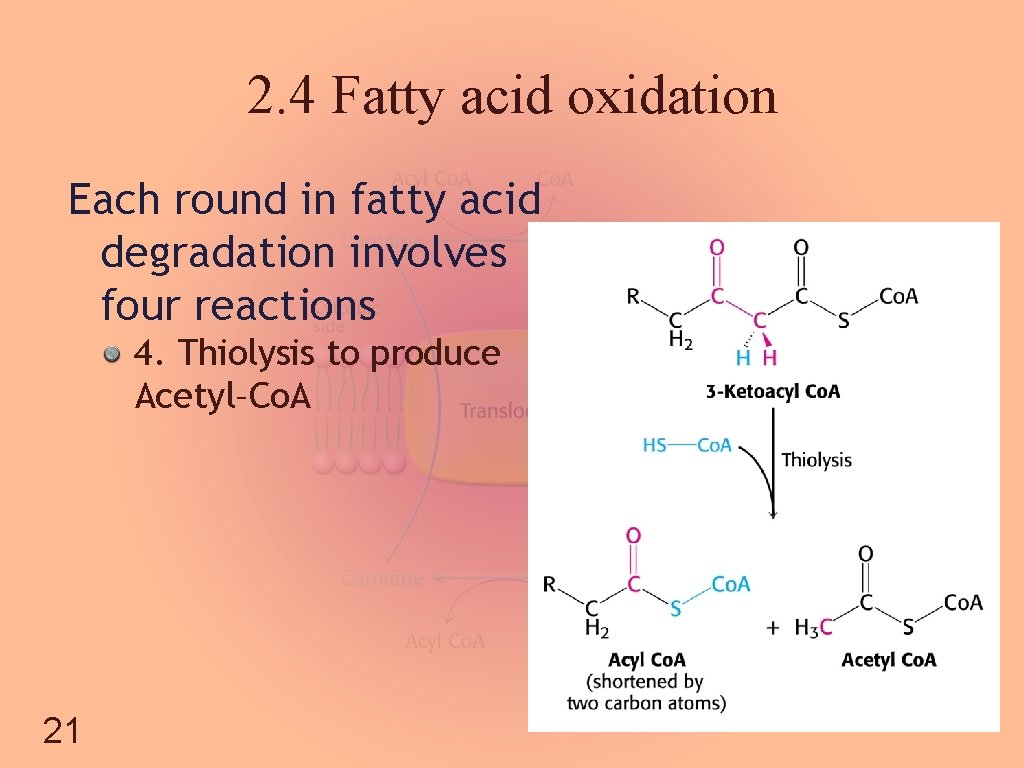 2. 4 Fatty acid oxidation Each round in fatty acid degradation involves four reactions