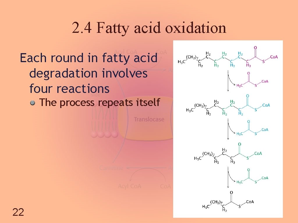 2. 4 Fatty acid oxidation Each round in fatty acid degradation involves four reactions
