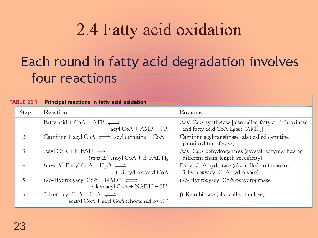 2. 4 Fatty acid oxidation Each round in fatty acid degradation involves four reactions