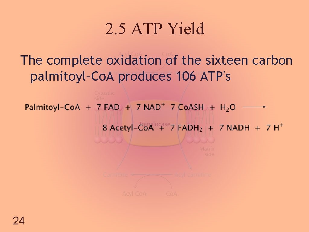 2. 5 ATP Yield The complete oxidation of the sixteen carbon palmitoyl–Co. A produces