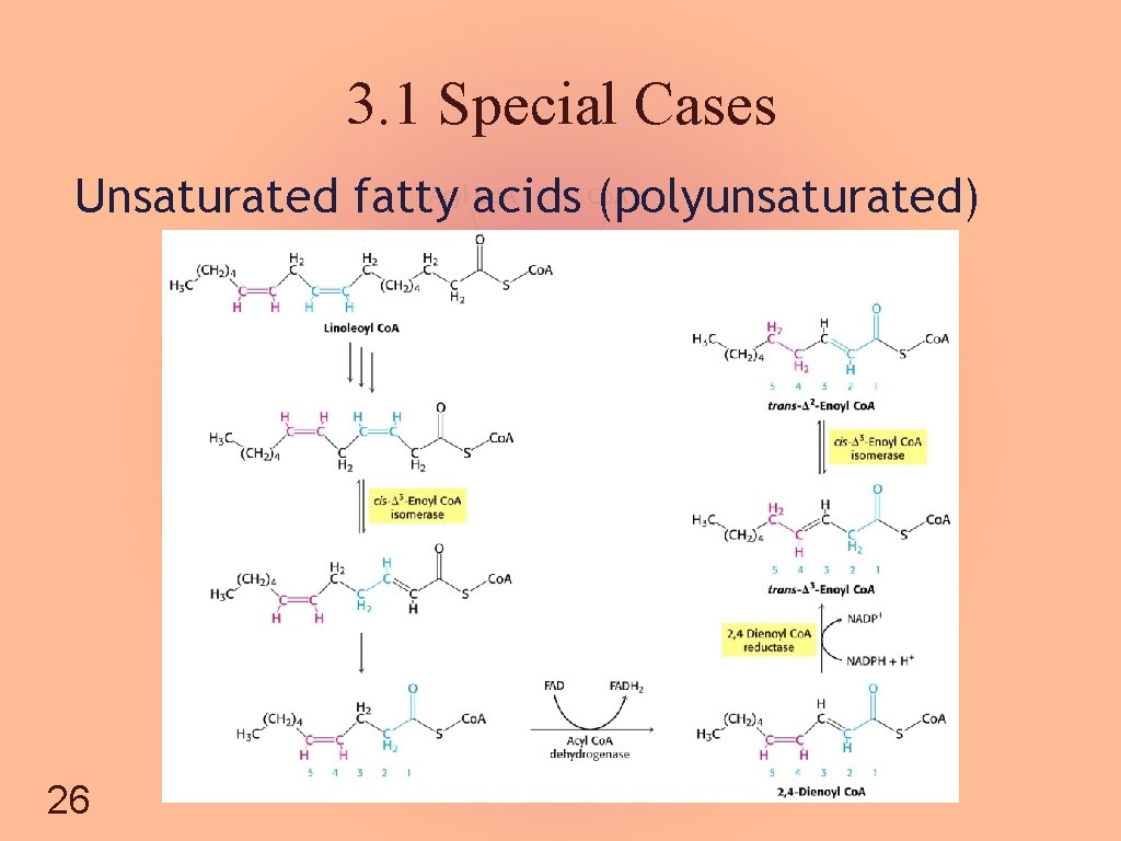 3. 1 Special Cases Unsaturated fatty acids (polyunsaturated) 26 