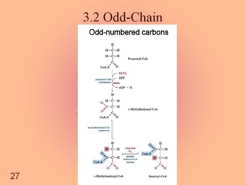 3. 2 Odd-Chain 27 