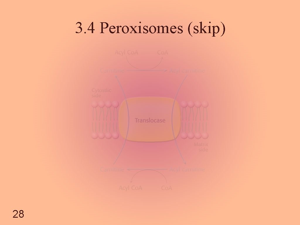 3. 4 Peroxisomes (skip) 28 