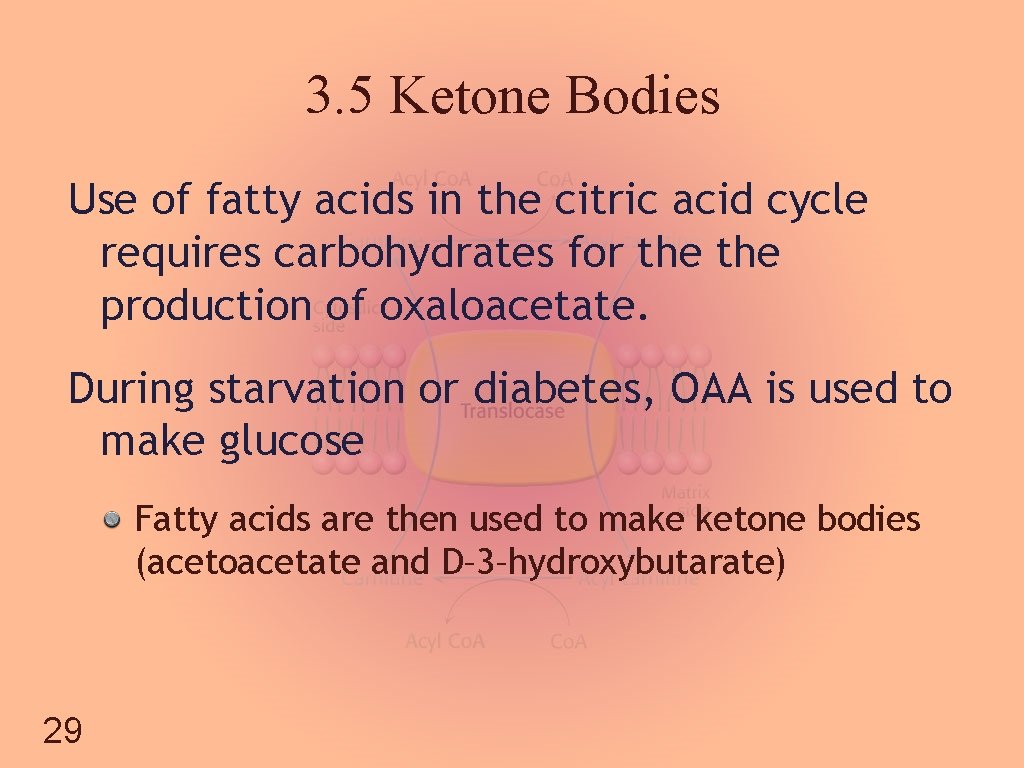 3. 5 Ketone Bodies Use of fatty acids in the citric acid cycle requires