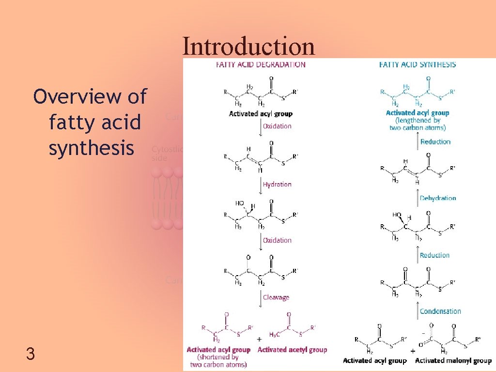 Introduction Overview of fatty acid synthesis 3 