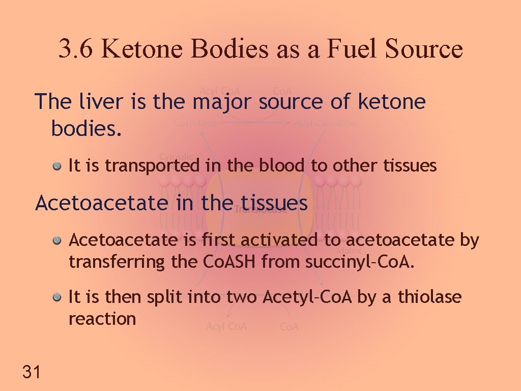 3. 6 Ketone Bodies as a Fuel Source The liver is the major source