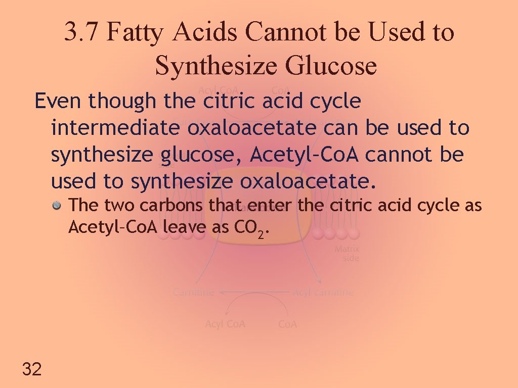 3. 7 Fatty Acids Cannot be Used to Synthesize Glucose Even though the citric