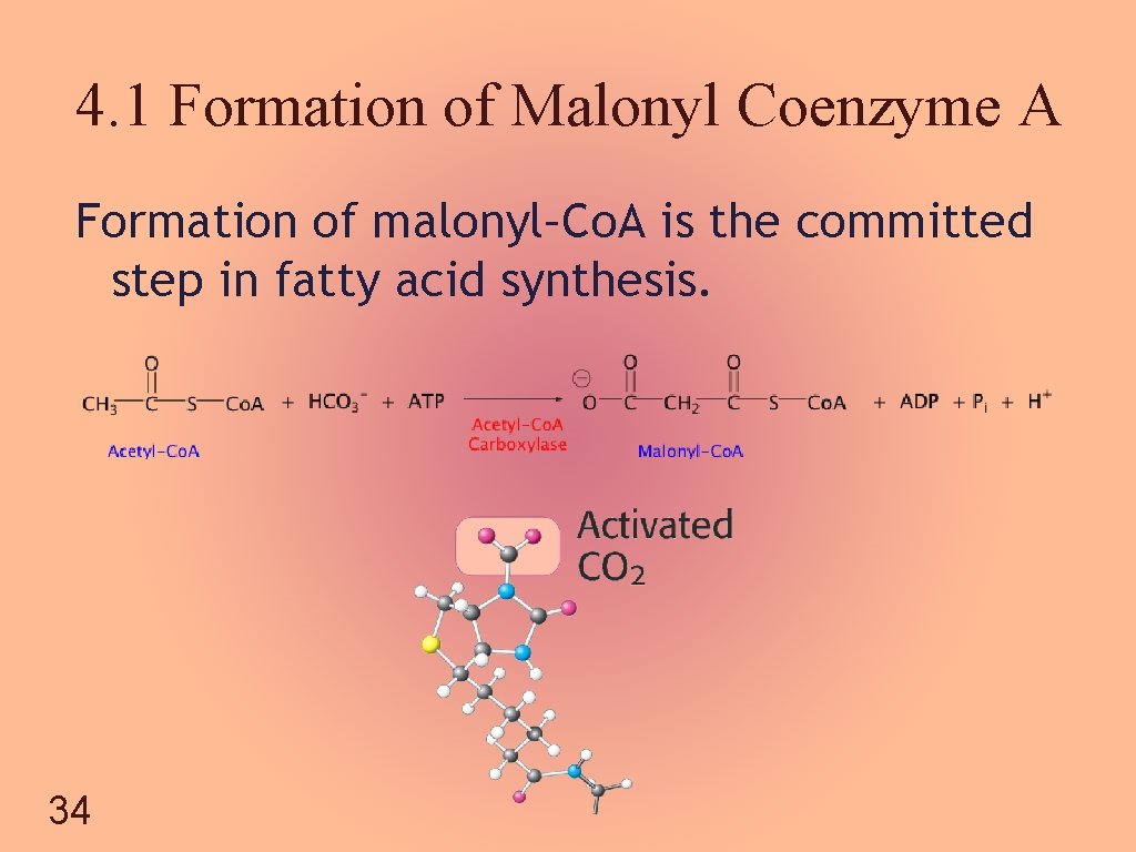 4. 1 Formation of Malonyl Coenzyme A Formation of malonyl–Co. A is the committed