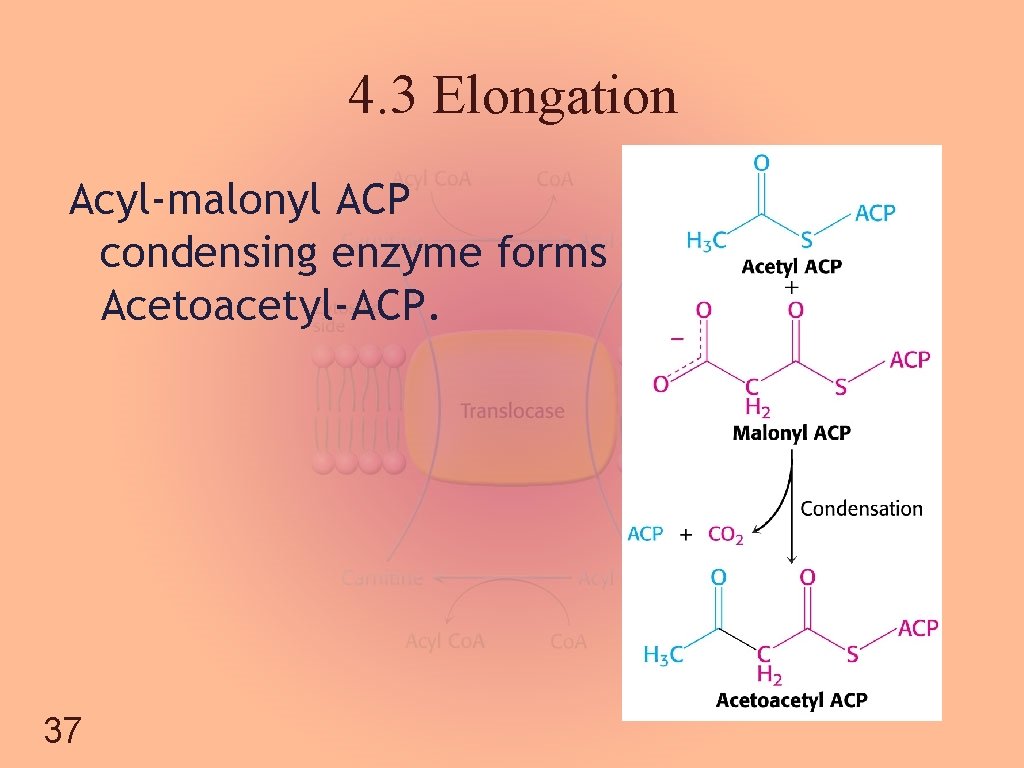 4. 3 Elongation Acyl-malonyl ACP condensing enzyme forms Acetoacetyl-ACP. 37 