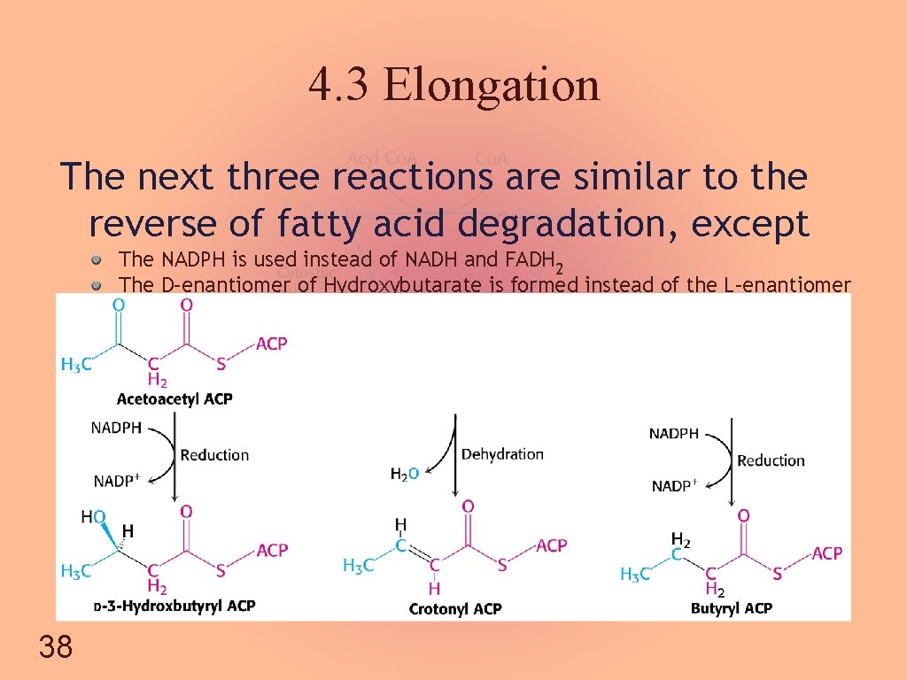 4. 3 Elongation The next three reactions are similar to the reverse of fatty
