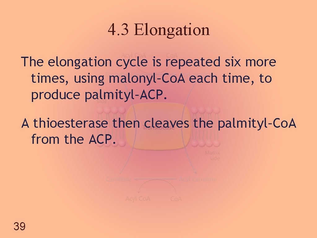 4. 3 Elongation The elongation cycle is repeated six more times, using malonyl–Co. A