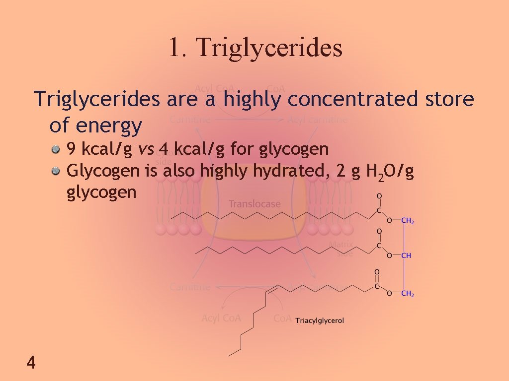 1. Triglycerides are a highly concentrated store of energy 9 kcal/g vs 4 kcal/g