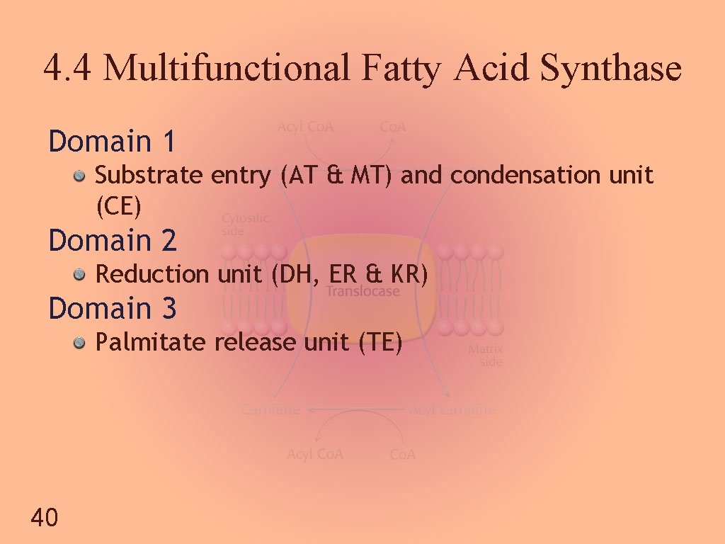4. 4 Multifunctional Fatty Acid Synthase Domain 1 Substrate entry (AT & MT) and