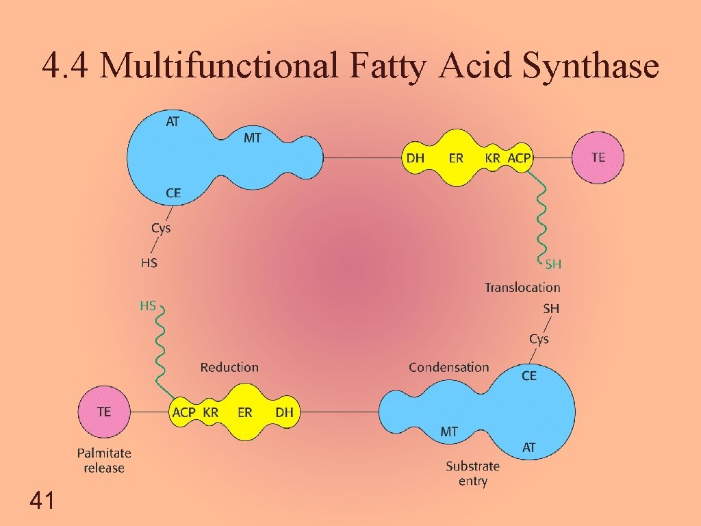 4. 4 Multifunctional Fatty Acid Synthase 41 