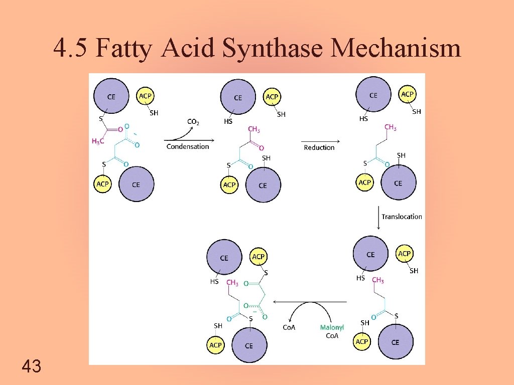 4. 5 Fatty Acid Synthase Mechanism 43 