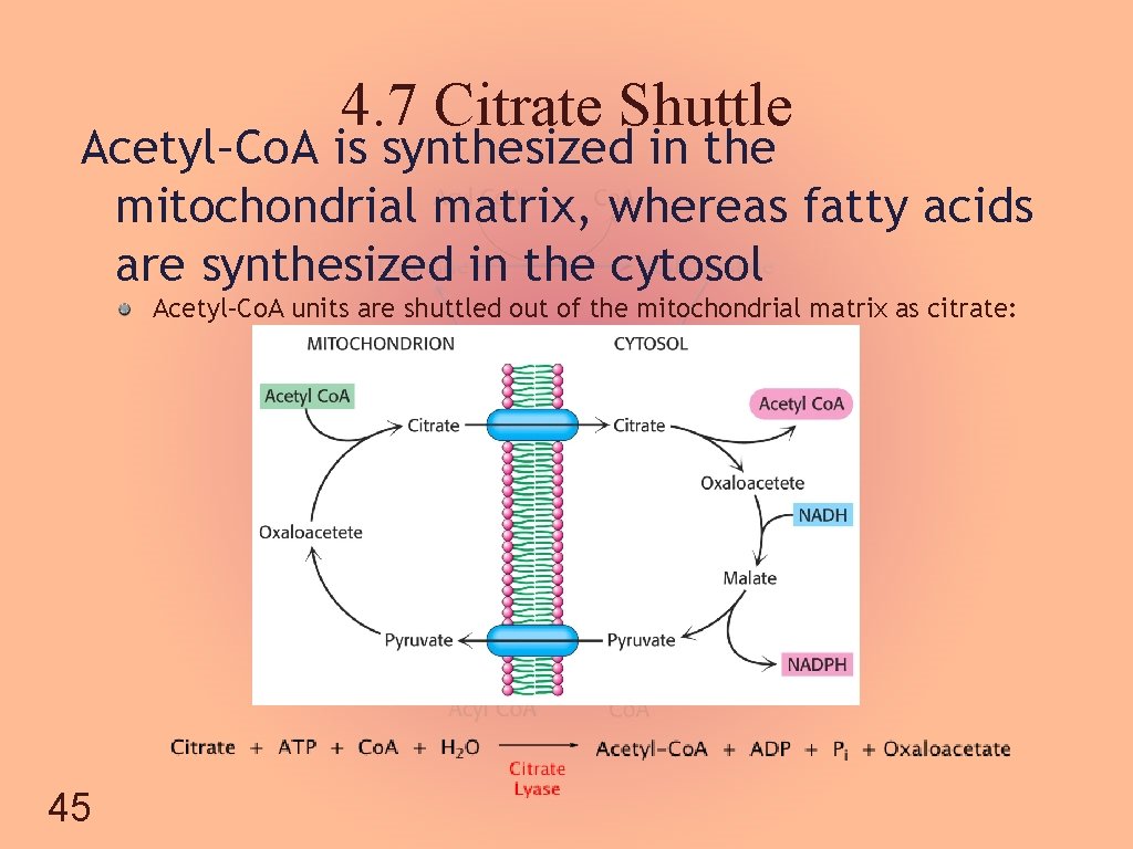 4. 7 Citrate Shuttle Acetyl–Co. A is synthesized in the mitochondrial matrix, whereas fatty