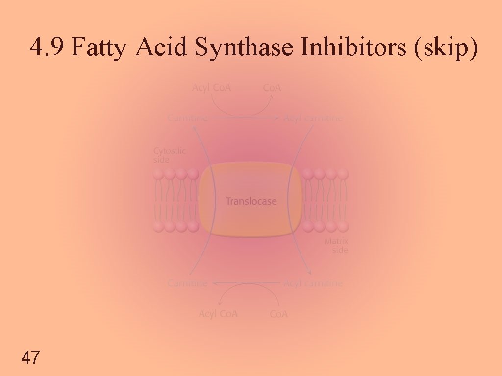 4. 9 Fatty Acid Synthase Inhibitors (skip) 47 