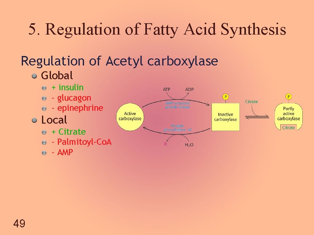5. Regulation of Fatty Acid Synthesis Regulation of Acetyl carboxylase Global + insulin -