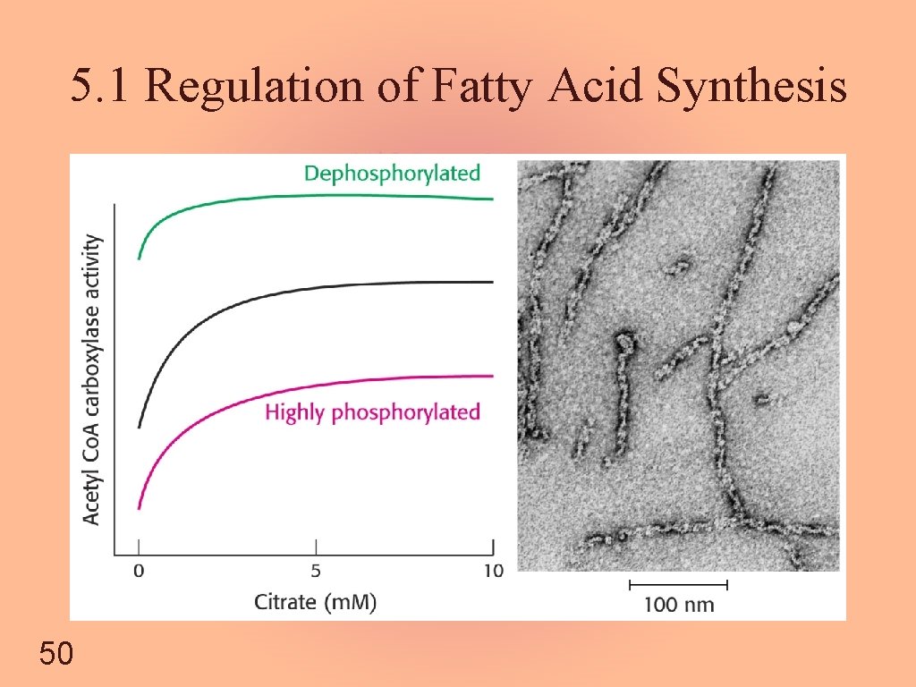 5. 1 Regulation of Fatty Acid Synthesis 50 