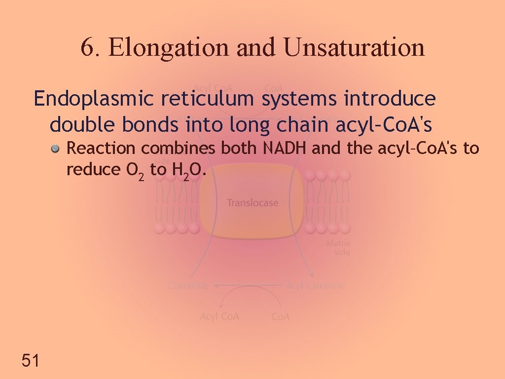 6. Elongation and Unsaturation Endoplasmic reticulum systems introduce double bonds into long chain acyl–Co.