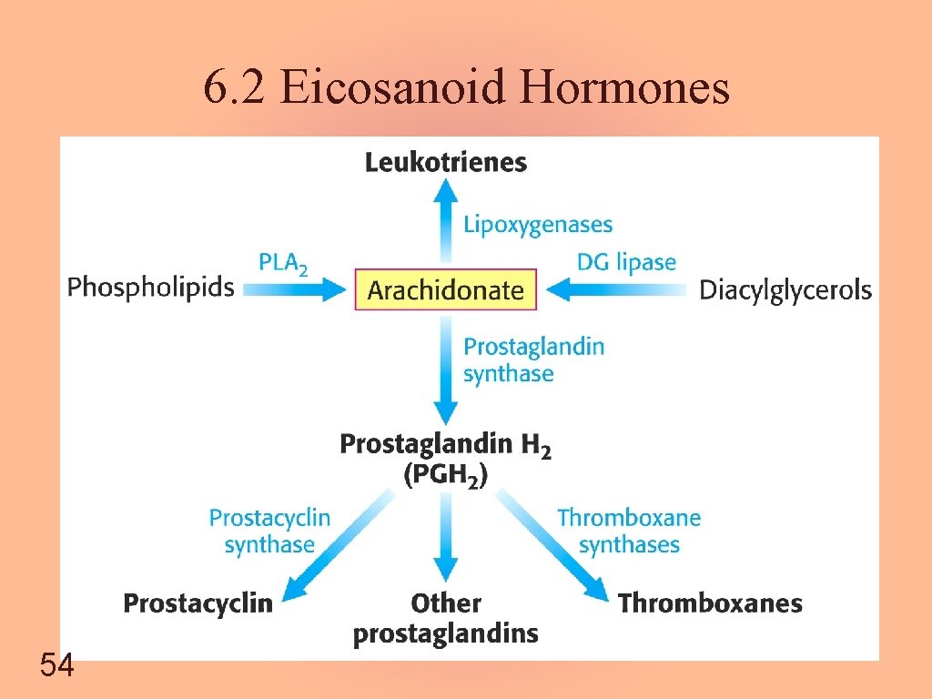 6. 2 Eicosanoid Hormones 54 