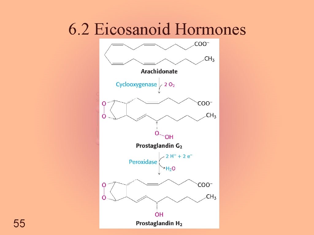 6. 2 Eicosanoid Hormones 55 