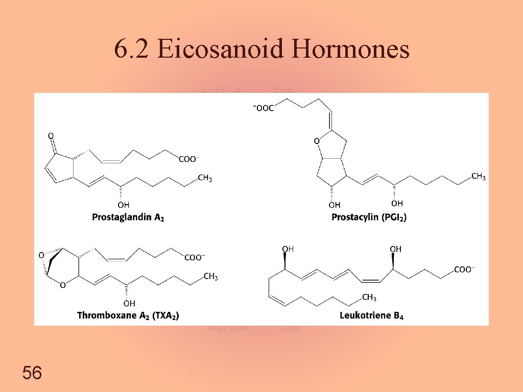 6. 2 Eicosanoid Hormones 56 