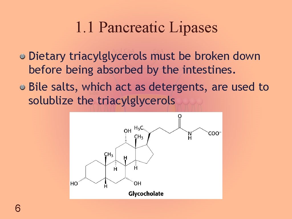 1. 1 Pancreatic Lipases Dietary triacylglycerols must be broken down before being absorbed by