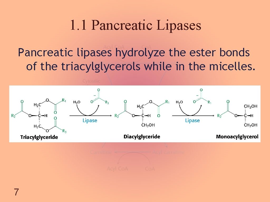 Chapter 22 Fatty Acid Metabolism Chem 454 Biochemistry