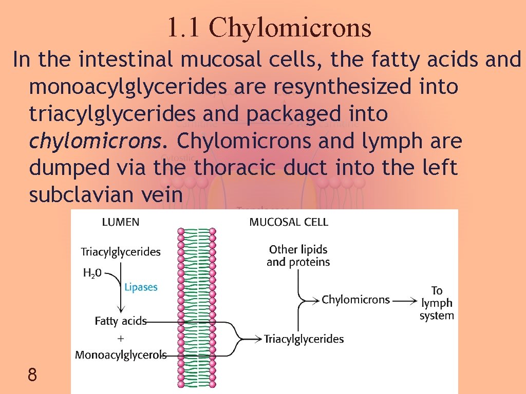 1. 1 Chylomicrons In the intestinal mucosal cells, the fatty acids and monoacylglycerides are