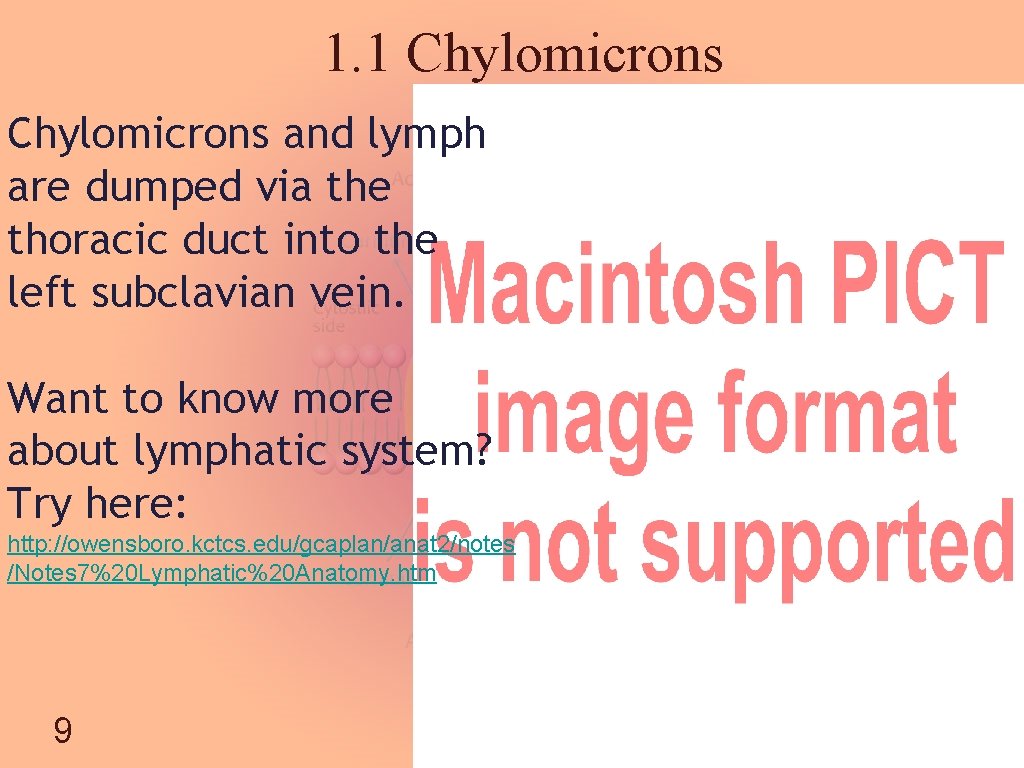 1. 1 Chylomicrons and lymph are dumped via the thoracic duct into the left