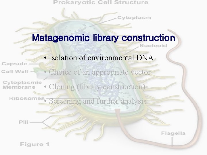 Metagenomic library construction • Isolation of environmental DNA • Choice of an appropriate vector