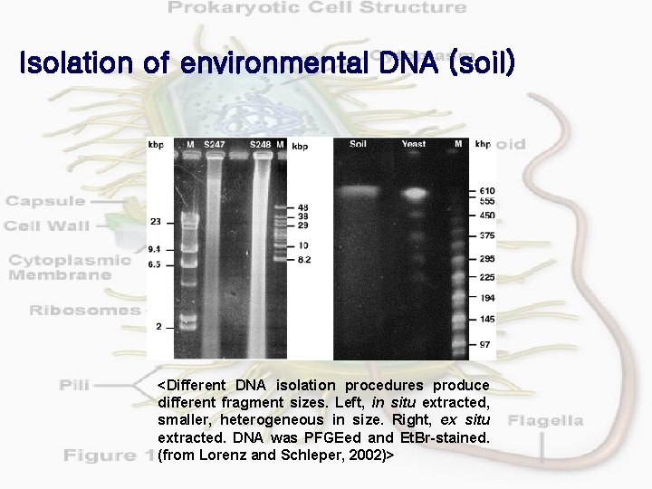 Isolation of environmental DNA (soil) <Different DNA isolation procedures produce different fragment sizes. Left,