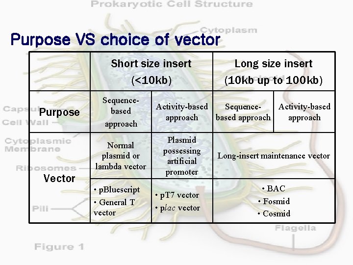Purpose VS choice of vector Short size insert (<10 kb) Purpose Sequencebased approach Normal