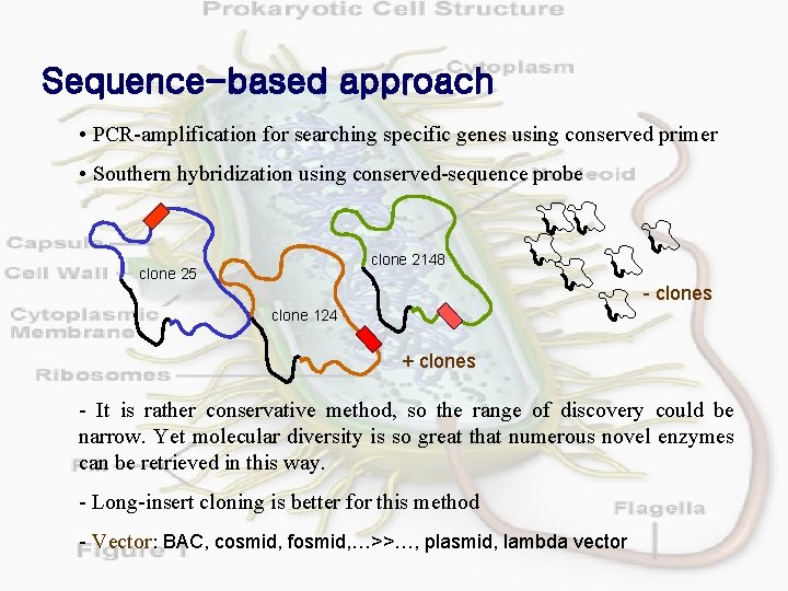 Sequence-based approach • PCR-amplification for searching specific genes using conserved primer • Southern hybridization