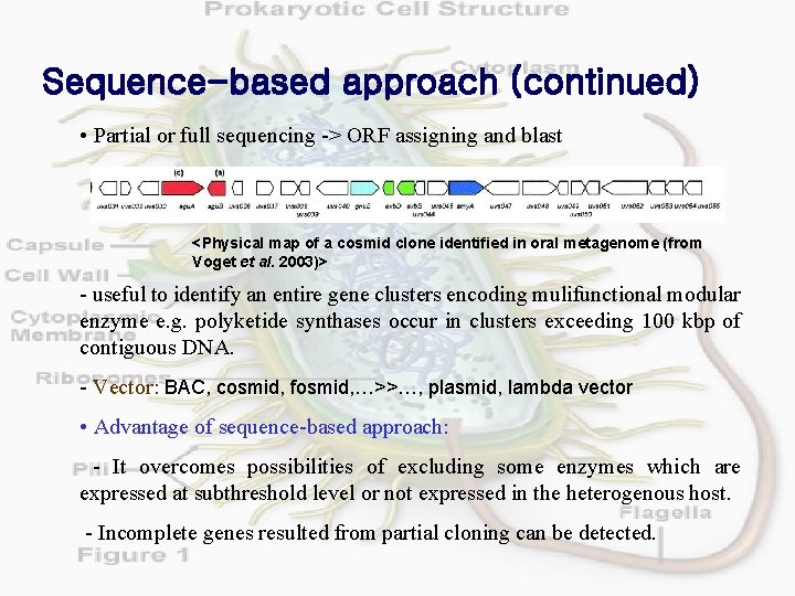 Sequence-based approach (continued) • Partial or full sequencing -> ORF assigning and blast <Physical