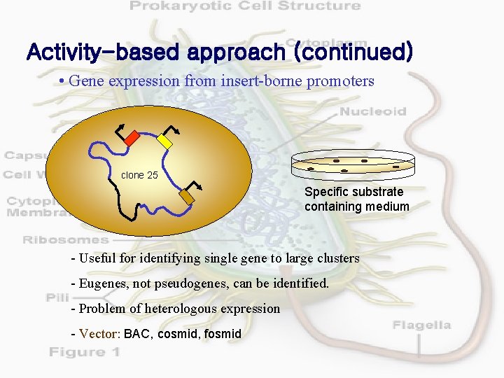 Activity-based approach (continued) • Gene expression from insert-borne promoters clone 25 Specific substrate containing
