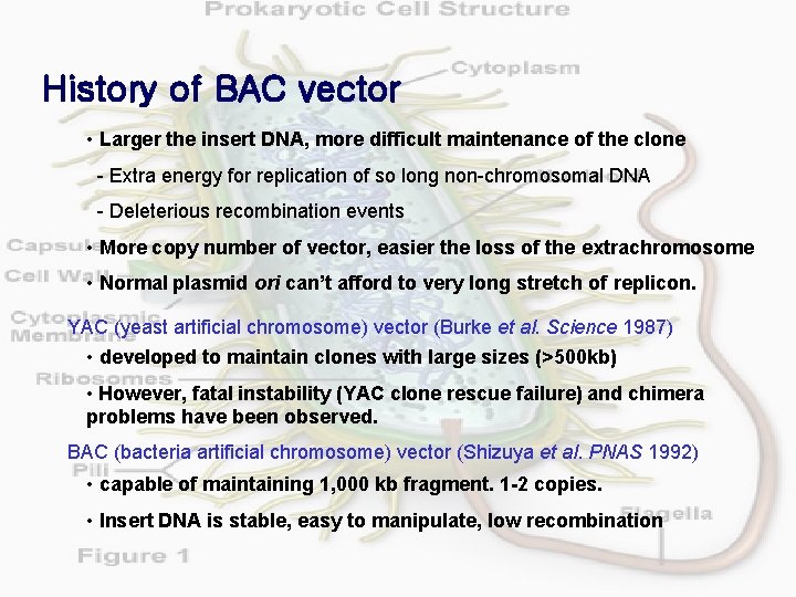 History of BAC vector • Larger the insert DNA, more difficult maintenance of the