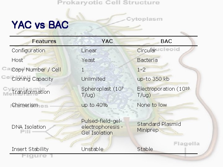 YAC vs BAC Features YAC BAC Configuration Linear Circular Host Yeast Bacteria Copy Number