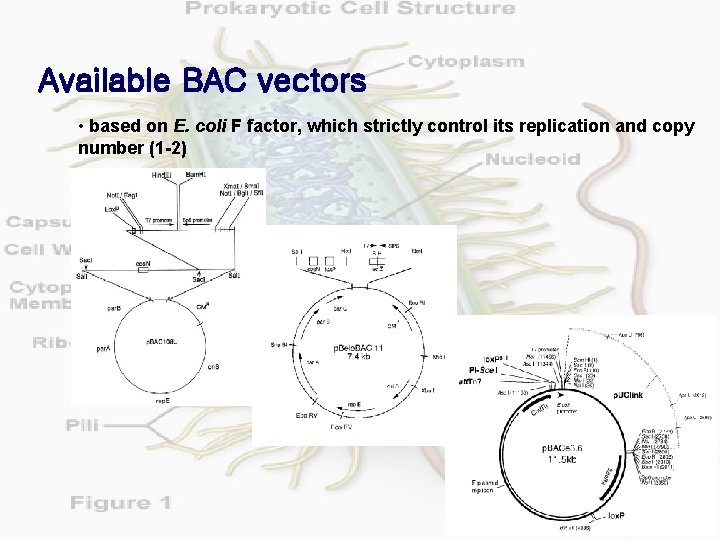 Available BAC vectors • based on E. coli F factor, which strictly control its