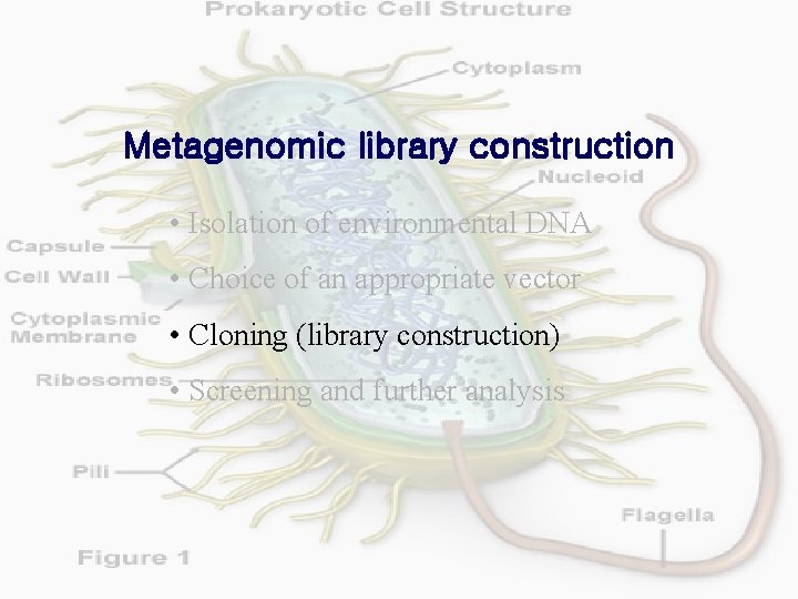 Metagenomic library construction • Isolation of environmental DNA • Choice of an appropriate vector