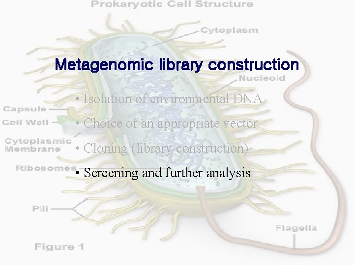 Metagenomic library construction • Isolation of environmental DNA • Choice of an appropriate vector