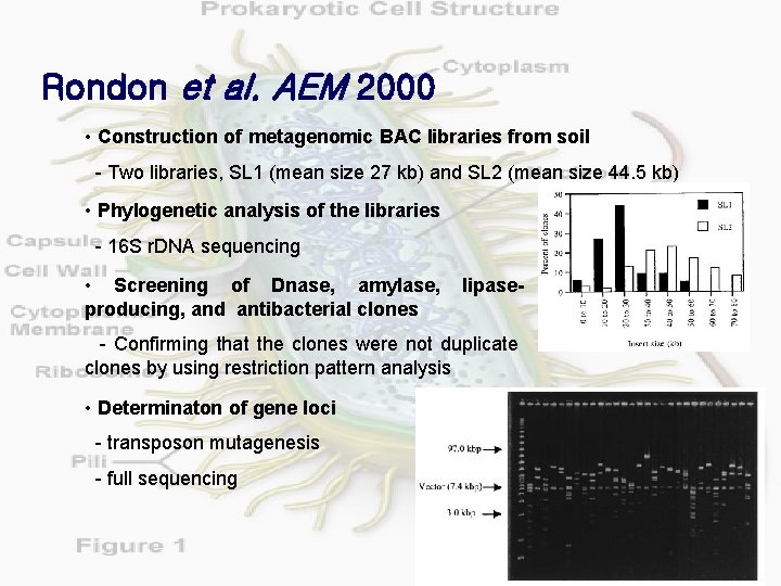 Rondon et al. AEM 2000 • Construction of metagenomic BAC libraries from soil -