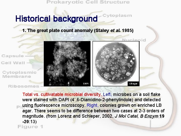 Historical background 1. The great plate count anomaly (Staley et al. 1985) Total vs.