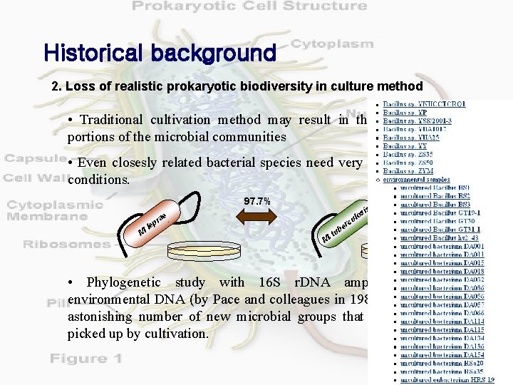 Historical background 2. Loss of realistic prokaryotic biodiversity in culture method • Traditional cultivation