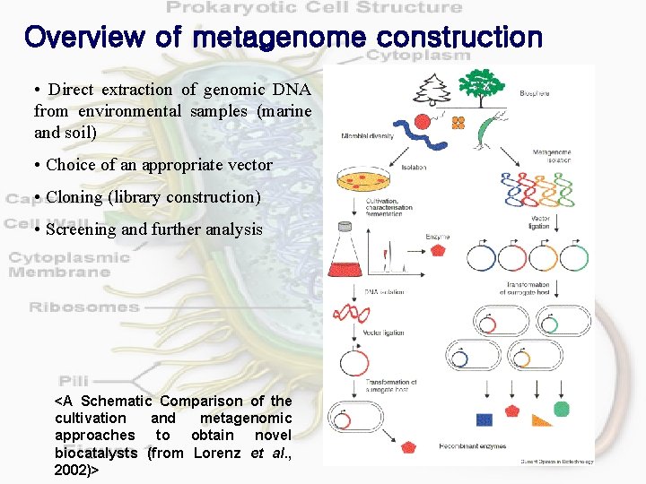 Overview of metagenome construction • Direct extraction of genomic DNA from environmental samples (marine