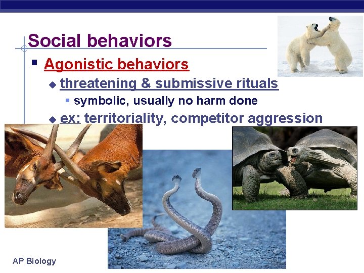 Social behaviors § Agonistic behaviors u threatening & submissive rituals § symbolic, usually no